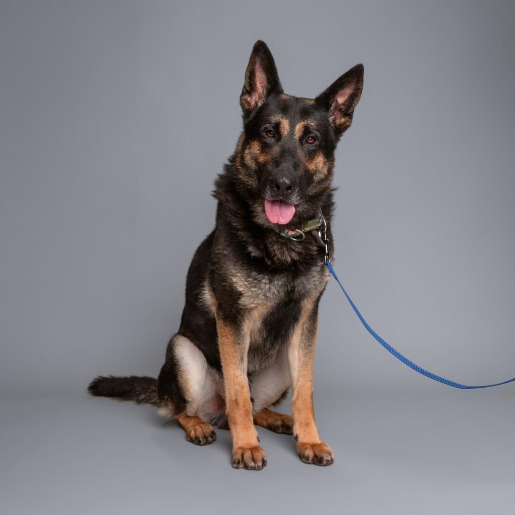 Andy, Adoptable, Adult Male German Shepherd Dog.