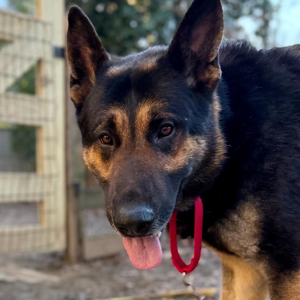 Enlarge Andy, a Adoptable German Shepherd Dog in West Chester, PA image 1/6