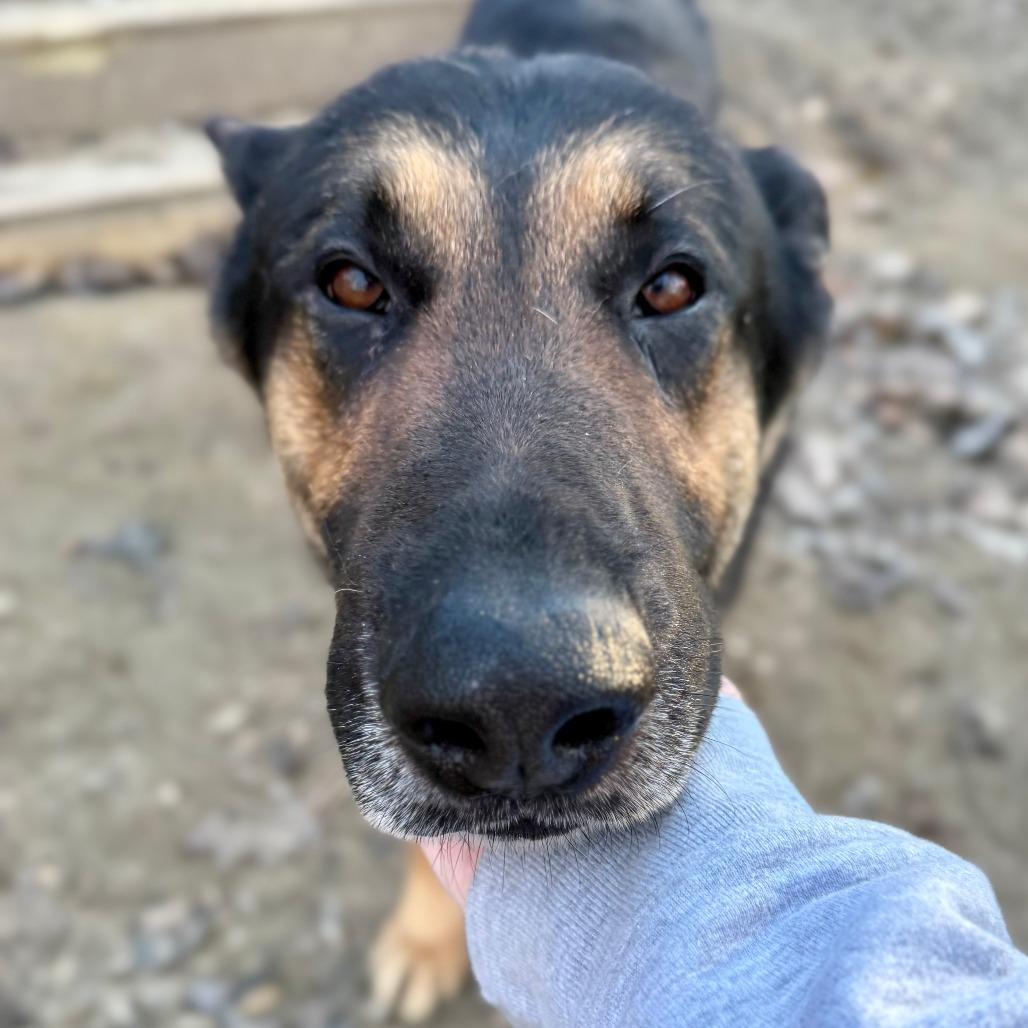 Enlarge Andy, a Adoptable German Shepherd Dog in West Chester, PA image 2/6