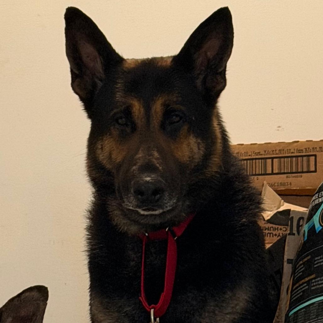 Enlarge Andy, a Adoptable German Shepherd Dog in West Chester, PA image 3/6