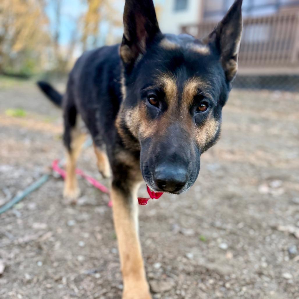 Enlarge Andy, a Adoptable German Shepherd Dog in West Chester, PA image 4/6
