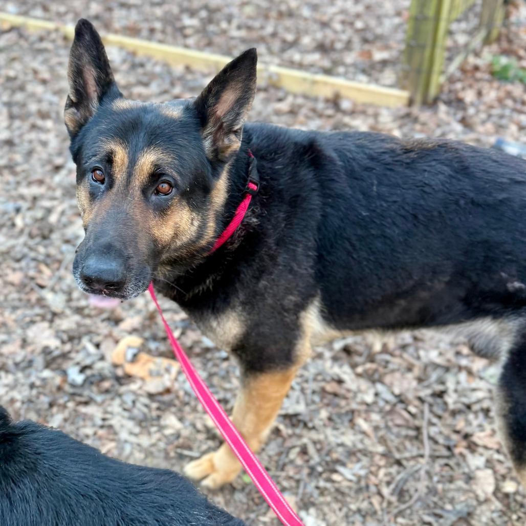 Enlarge Andy, a Adoptable German Shepherd Dog in West Chester, PA image 5/6