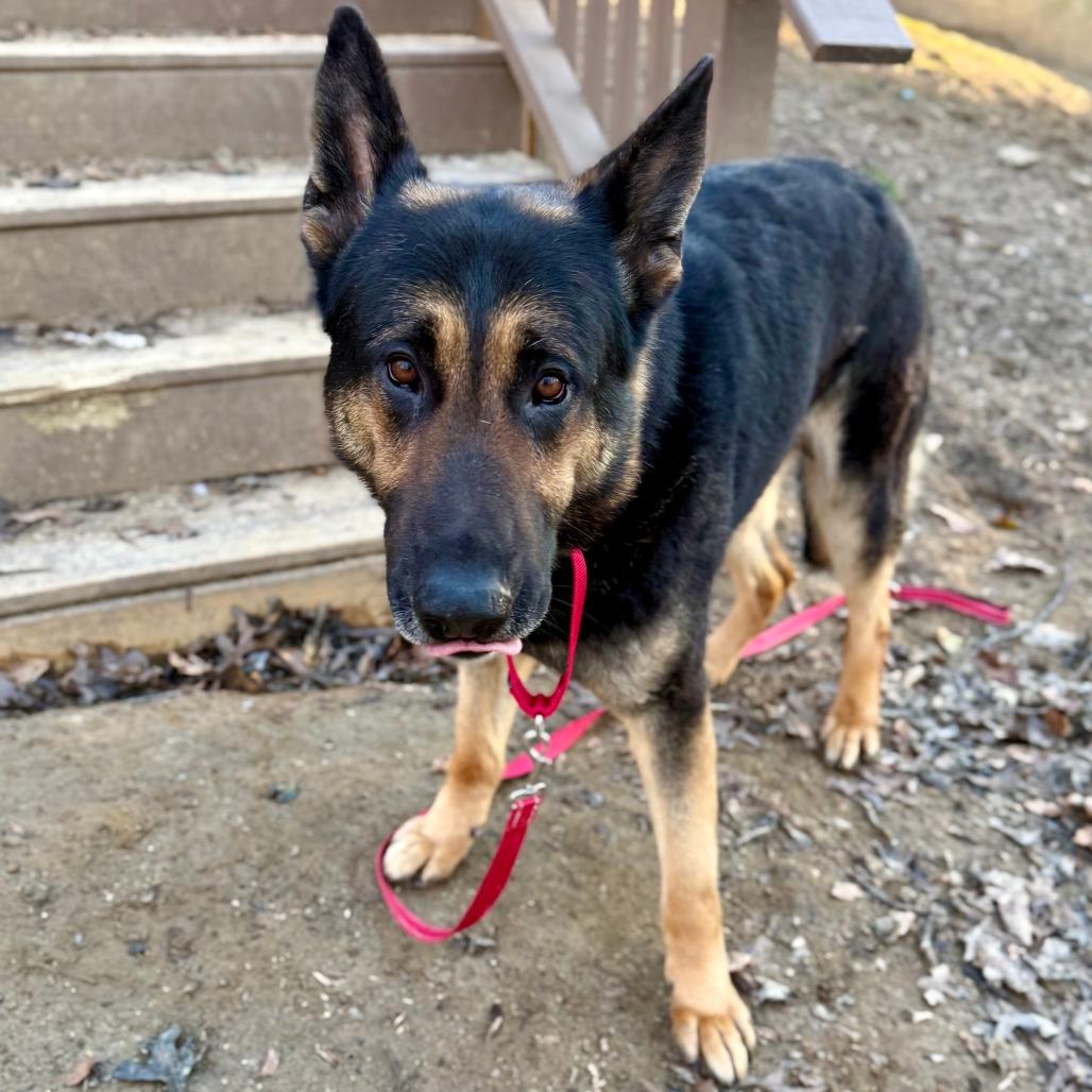 Enlarge Andy, a Adoptable German Shepherd Dog in West Chester, PA image 6/6