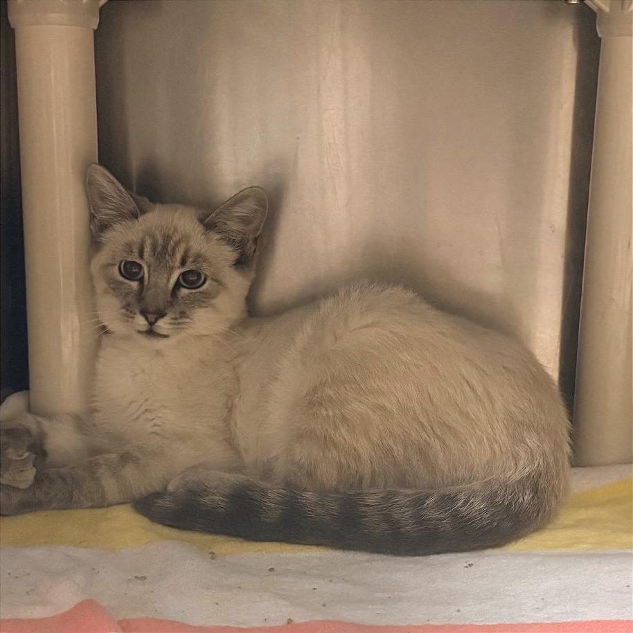 Cashew, Adoptable, Kitten Female Domestic Short Hair.