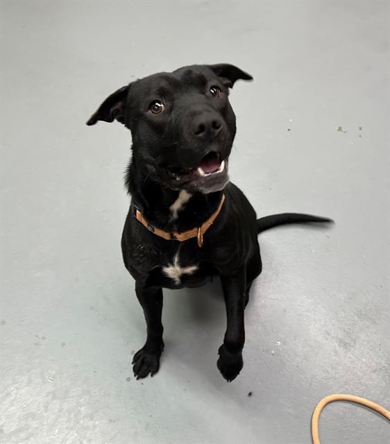 Eclair, ADOPTABLE, Adult Female Pit Bull Terrier.