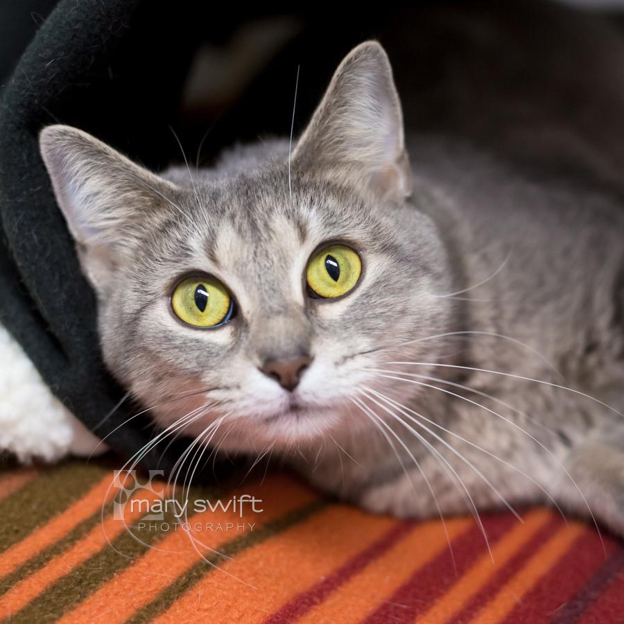 Scarlett thumbnail 2