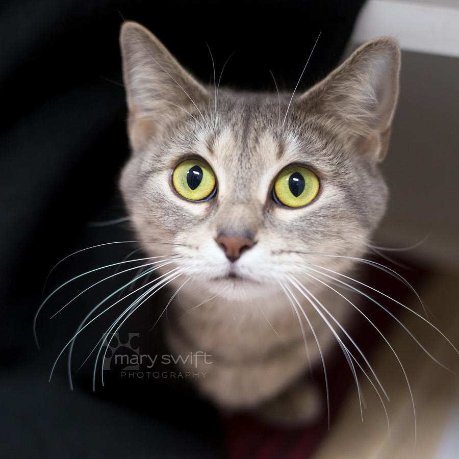 Scarlett thumbnail 3