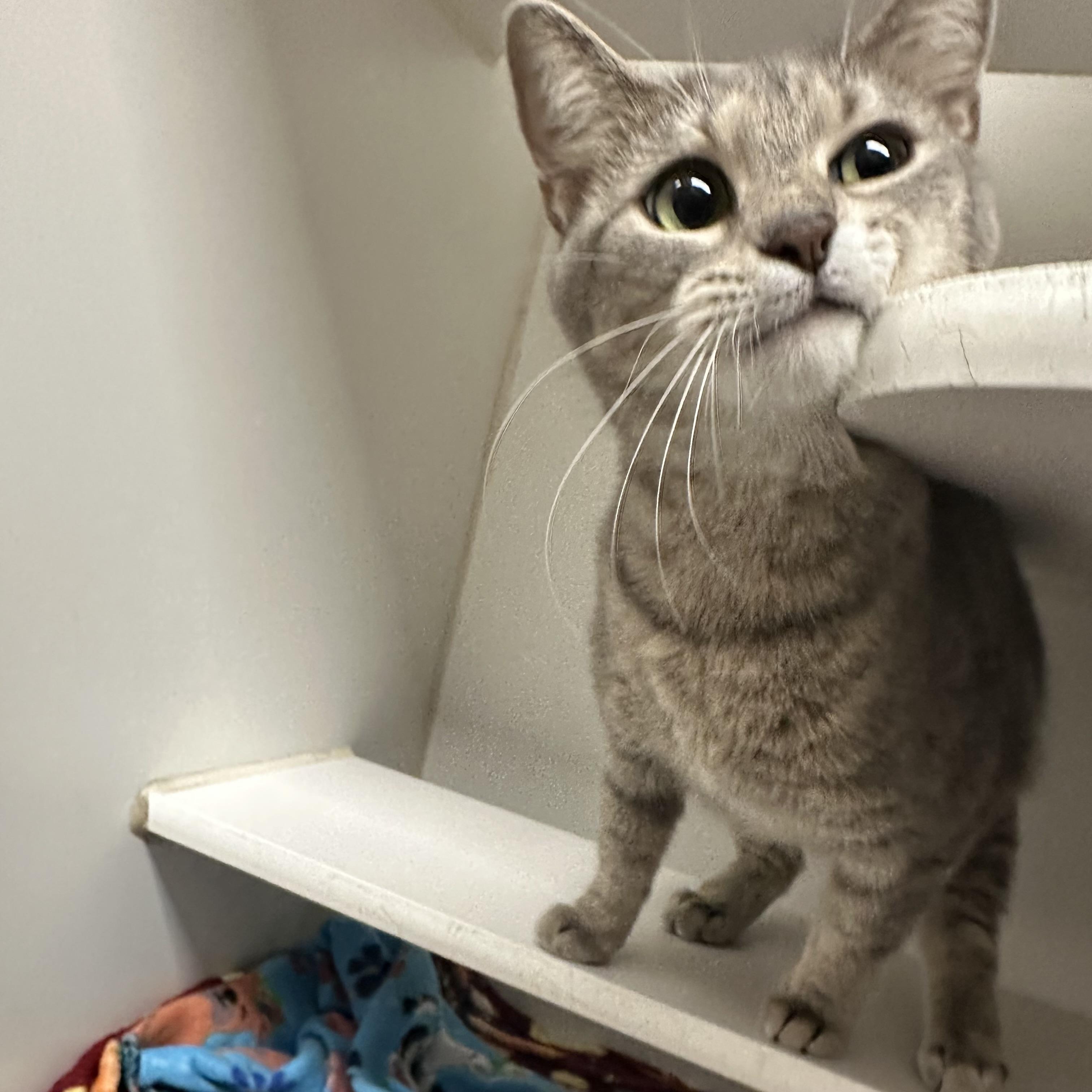 Scarlett thumbnail 4