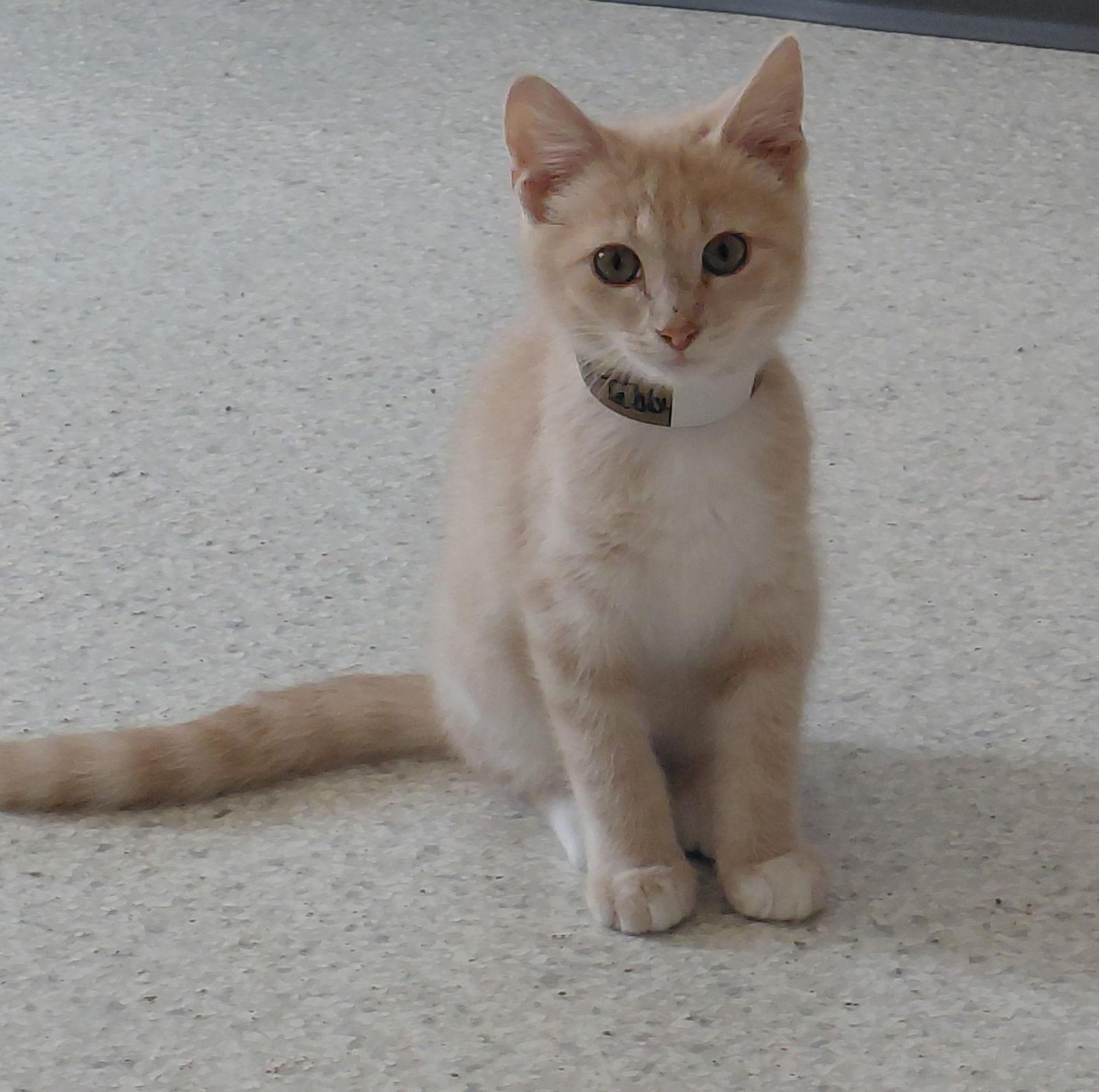 Zion @ The Cat's Brew, a Adoptable Domestic Short Hair in Montello, WI image 1/3