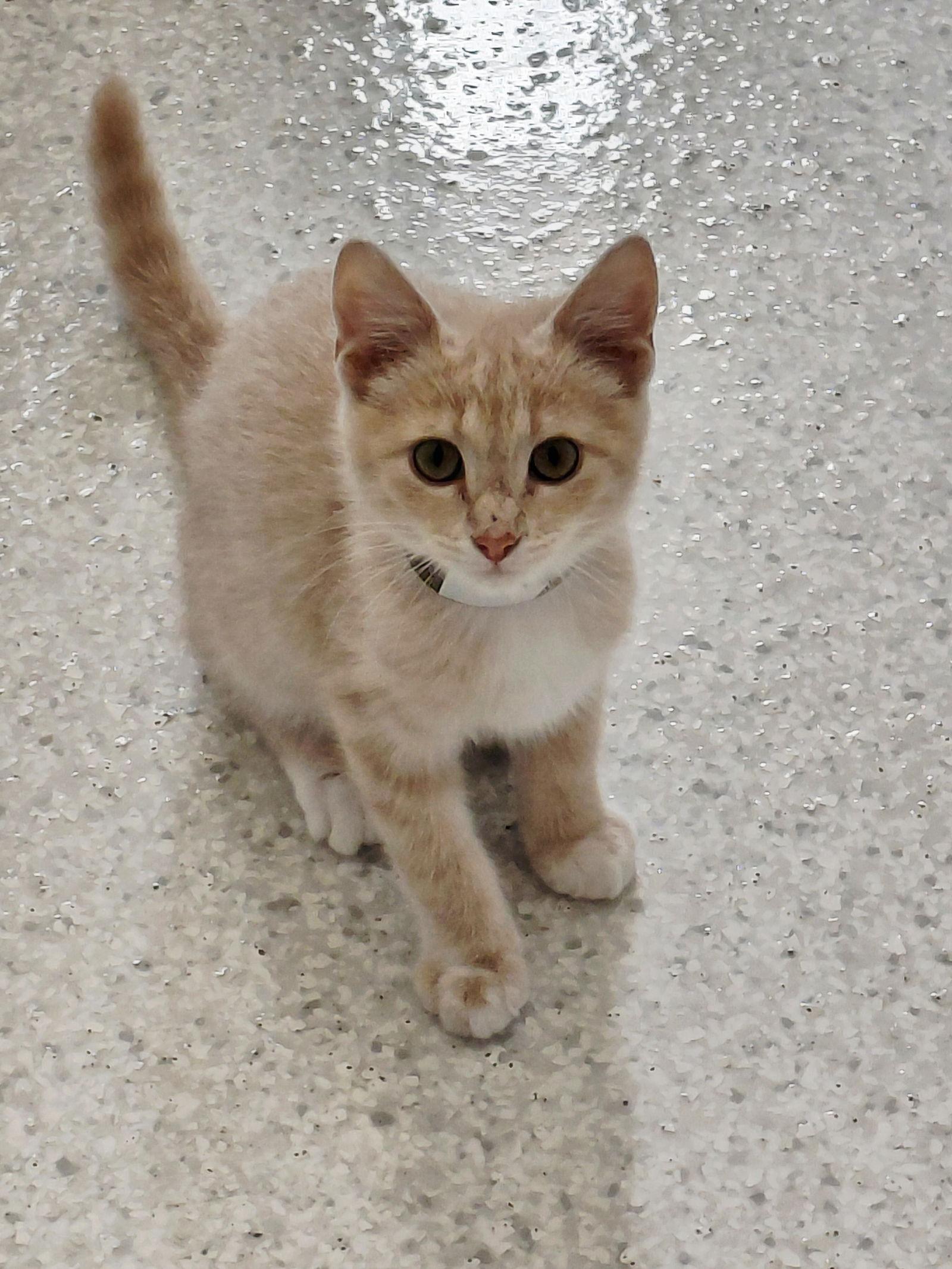 Zion @ The Cat's Brew, a Adoptable Domestic Short Hair in Montello, WI image 2/3