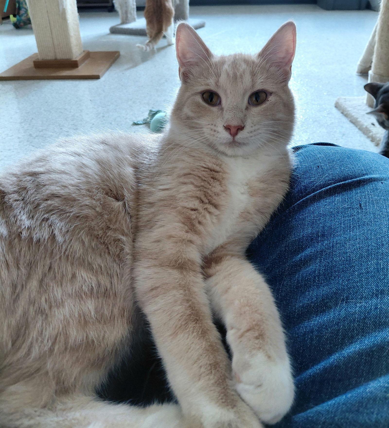 Zion @ The Cat's Brew, a Adoptable Domestic Short Hair in Montello, WI image 3/3