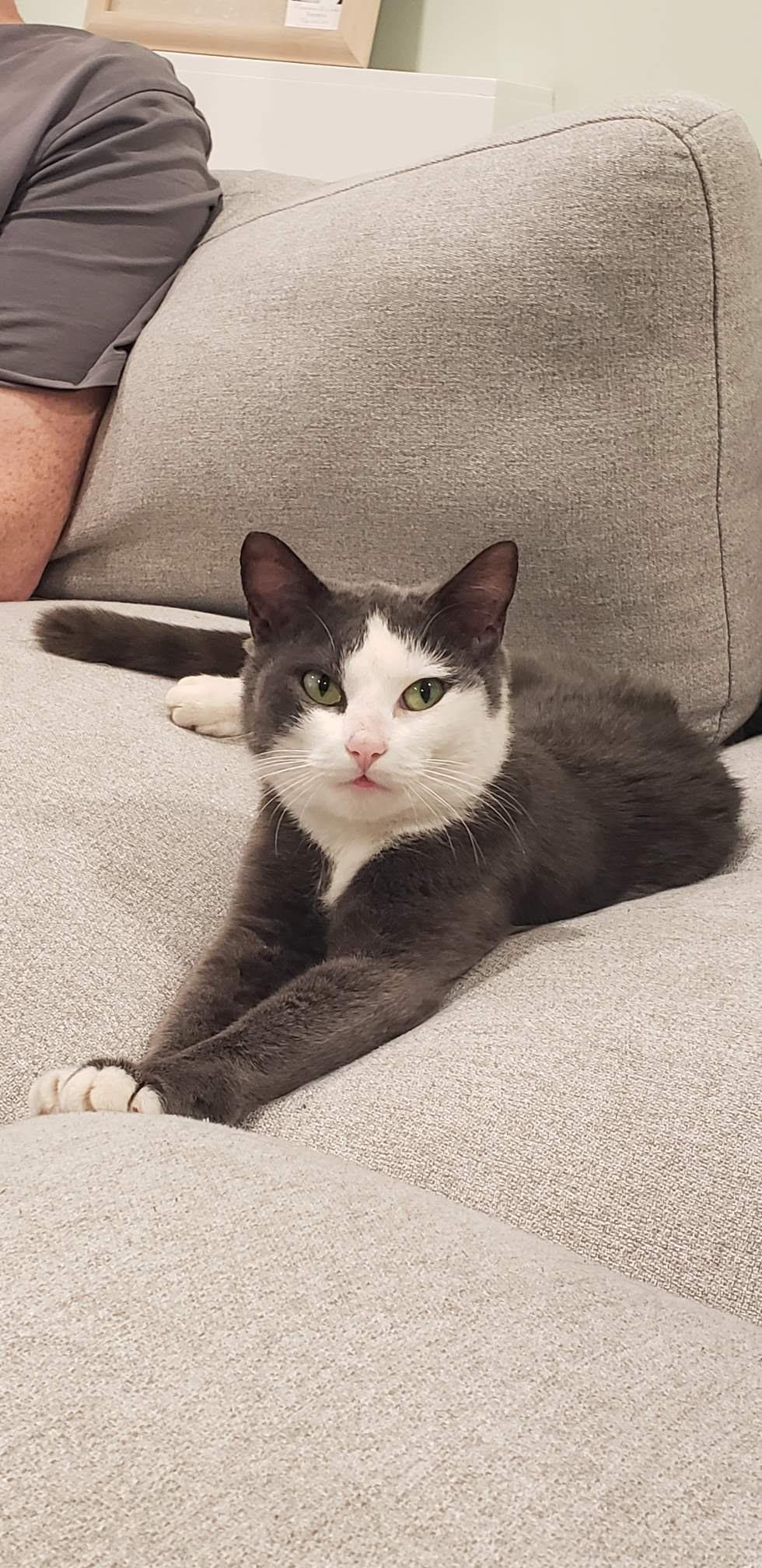 Shady Lady, Adoptable, Young Female Domestic Short Hair.