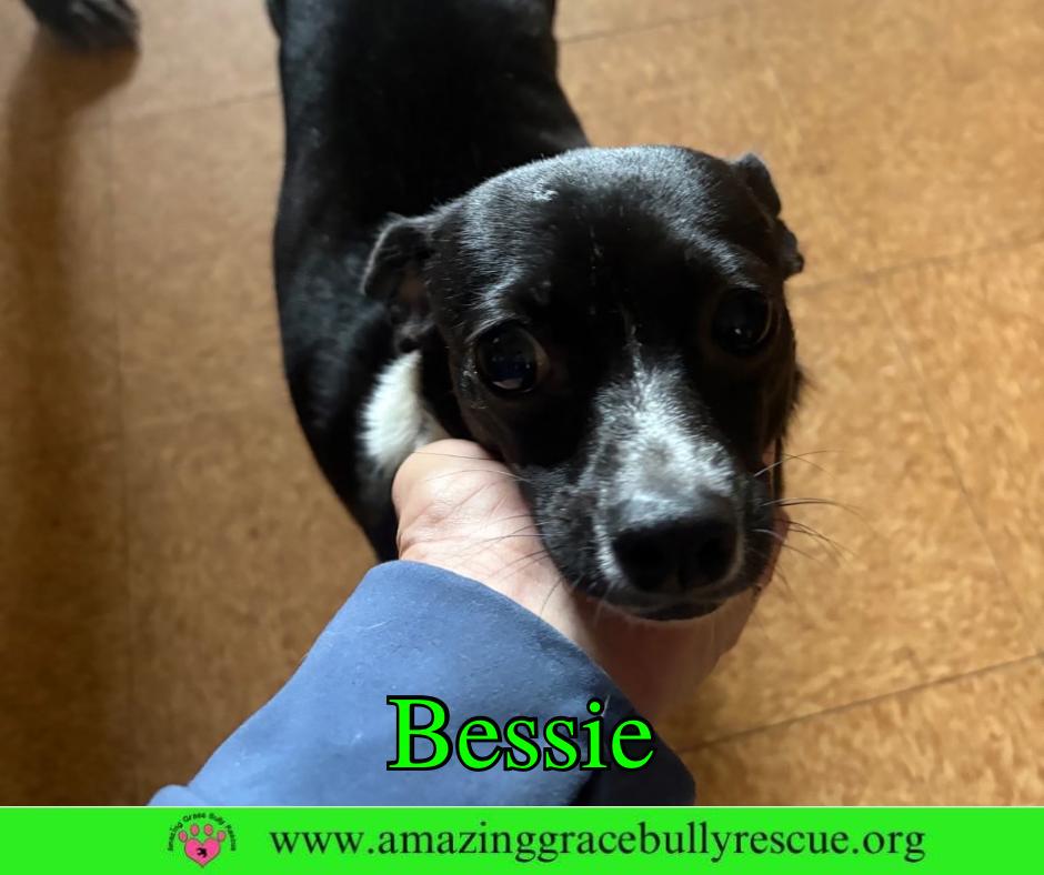 Enlarge Bessie, a Adoptable Chihuahua in Pensacola, FL image 1/3