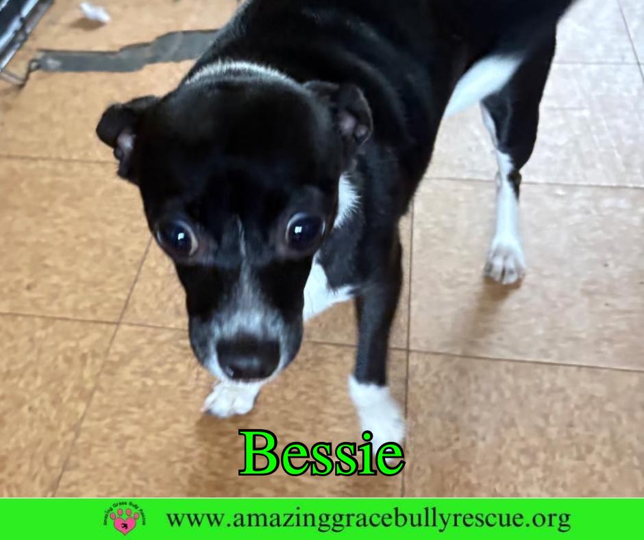 Enlarge Bessie, a Adoptable Chihuahua in Pensacola, FL image 2/3