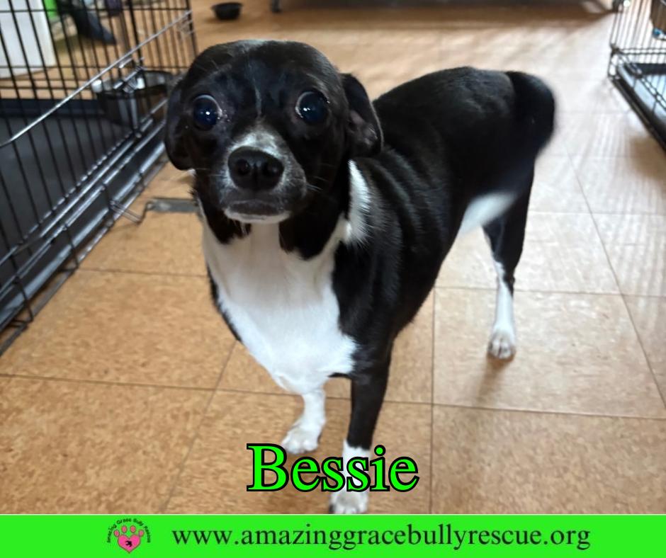 Enlarge Bessie, a Adoptable Chihuahua in Pensacola, FL image 3/3