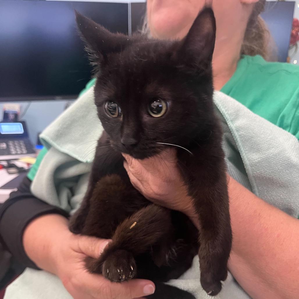 Enlarge Blowfish, a Adoptable Domestic Short Hair in Waco, TX image 1/1