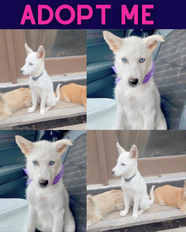 Neva, Adoptable, Puppy Female Husky & Siberian Husky.