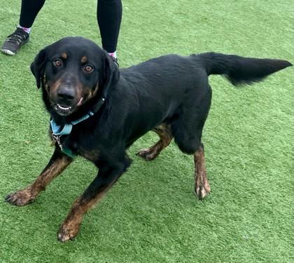 Enlarge Scott, a ADOPTABLE mixed breed in Downers Grove, IL image 3/3