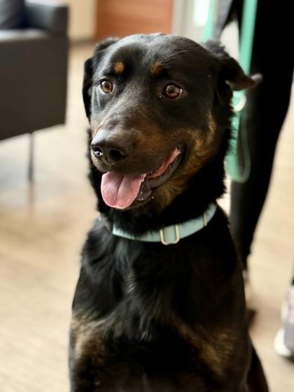 Enlarge Scott, a ADOPTABLE mixed breed in Downers Grove, IL image 2/3