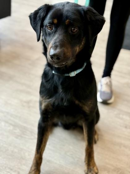 Enlarge Scott, a ADOPTABLE mixed breed in Downers Grove, IL image 1/3