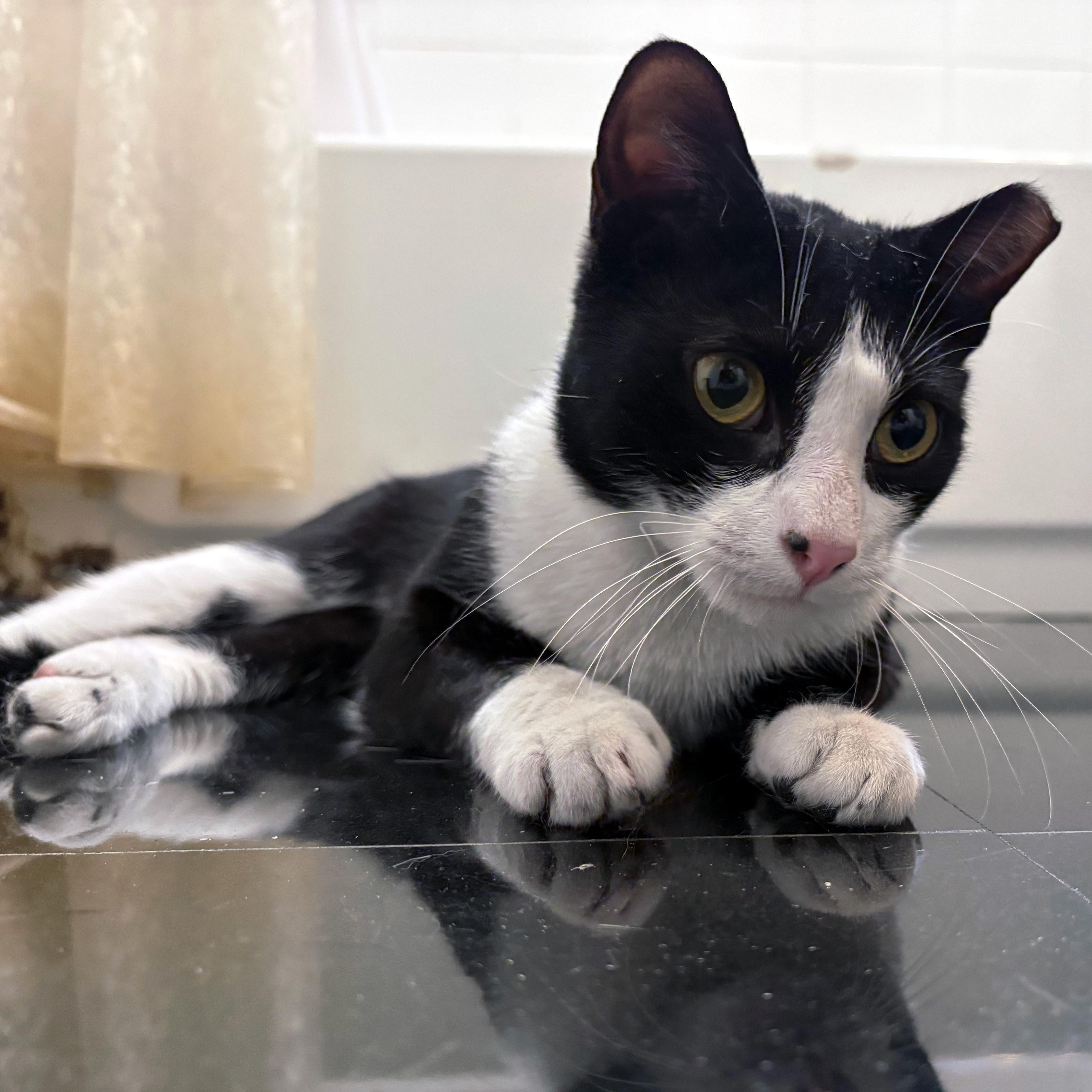 Enlarge  Thomas, a ADOPTABLE American Shorthair in New York, NY image 2/6