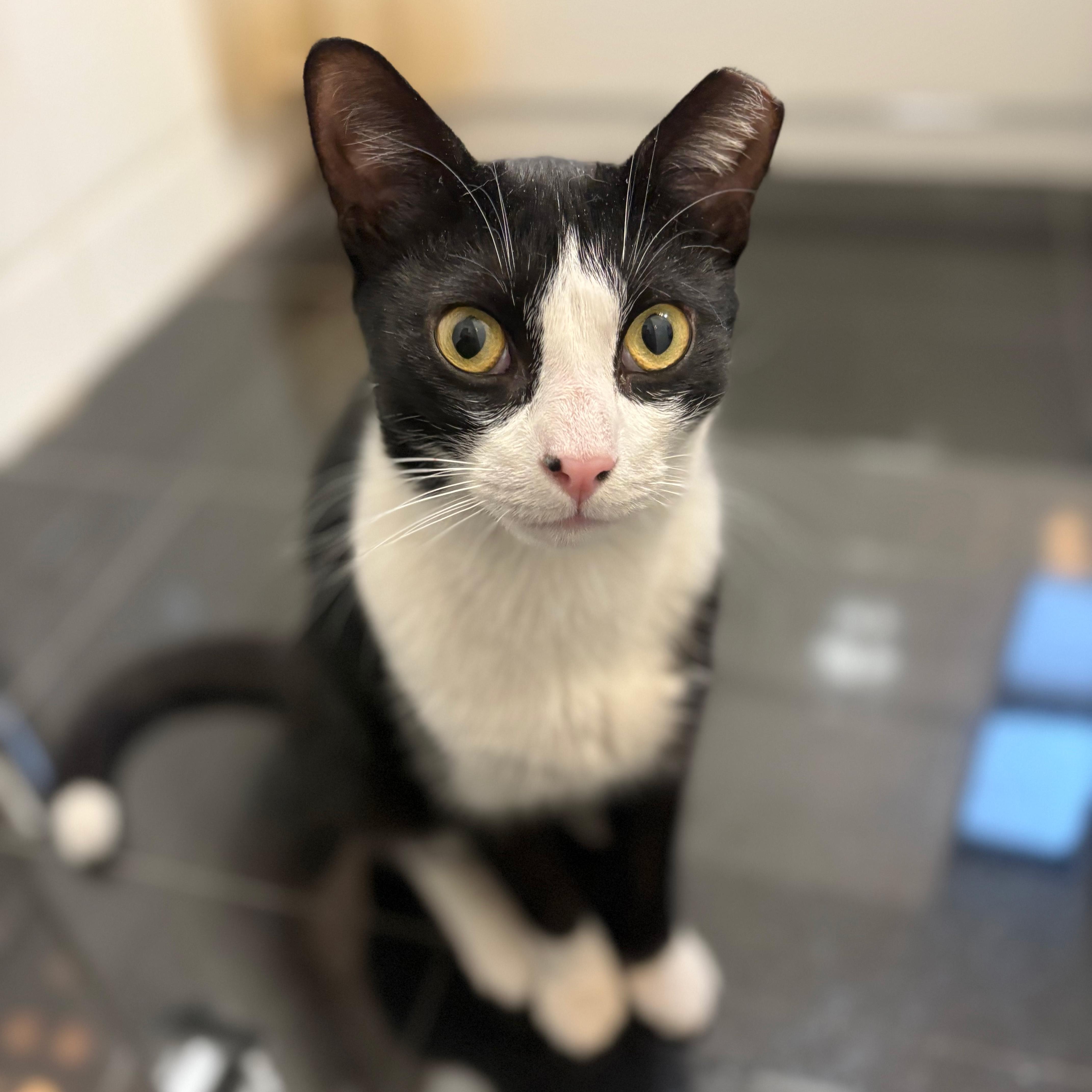 Enlarge  Thomas, a ADOPTABLE American Shorthair in New York, NY image 4/6