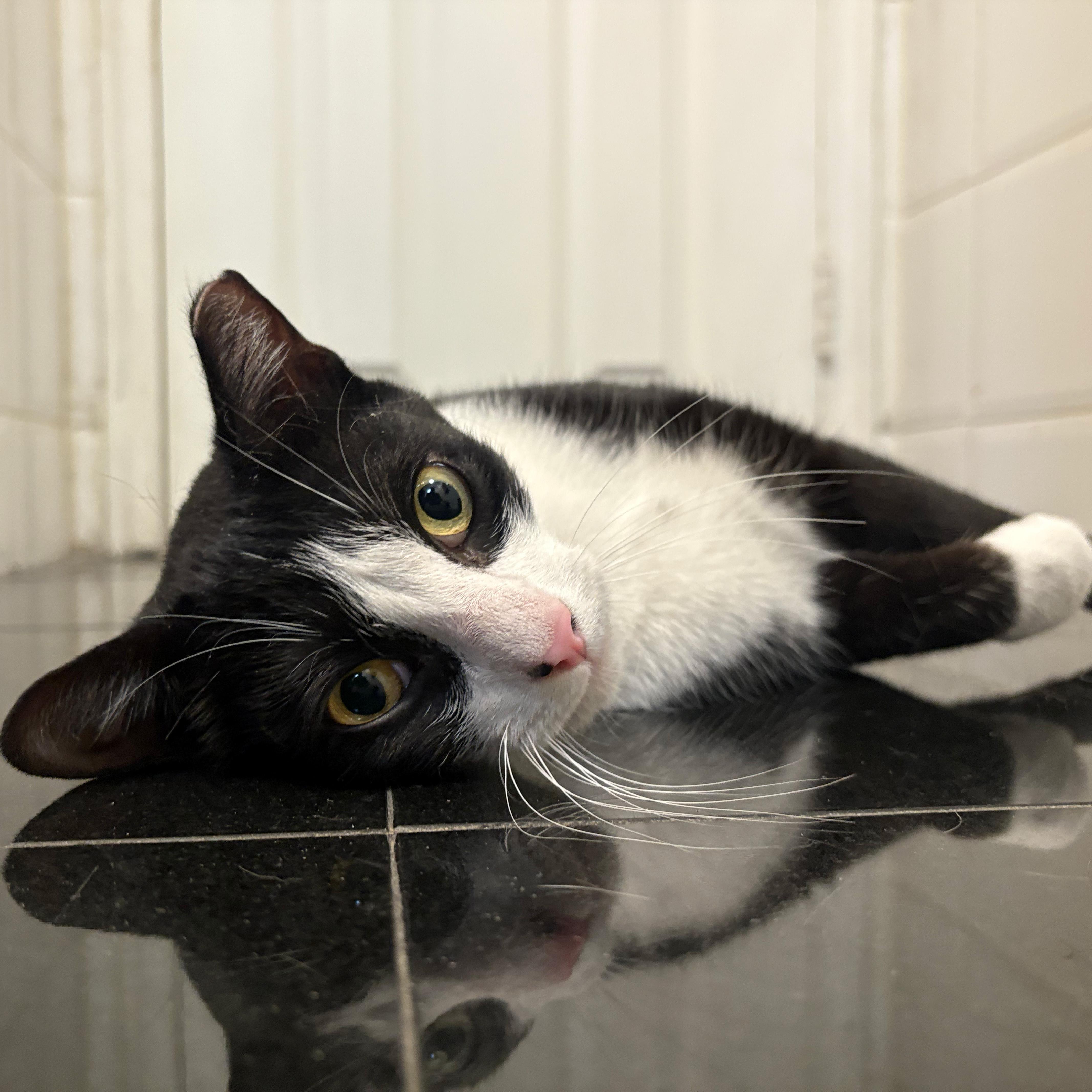 Enlarge  Thomas, a ADOPTABLE American Shorthair in New York, NY image 3/6
