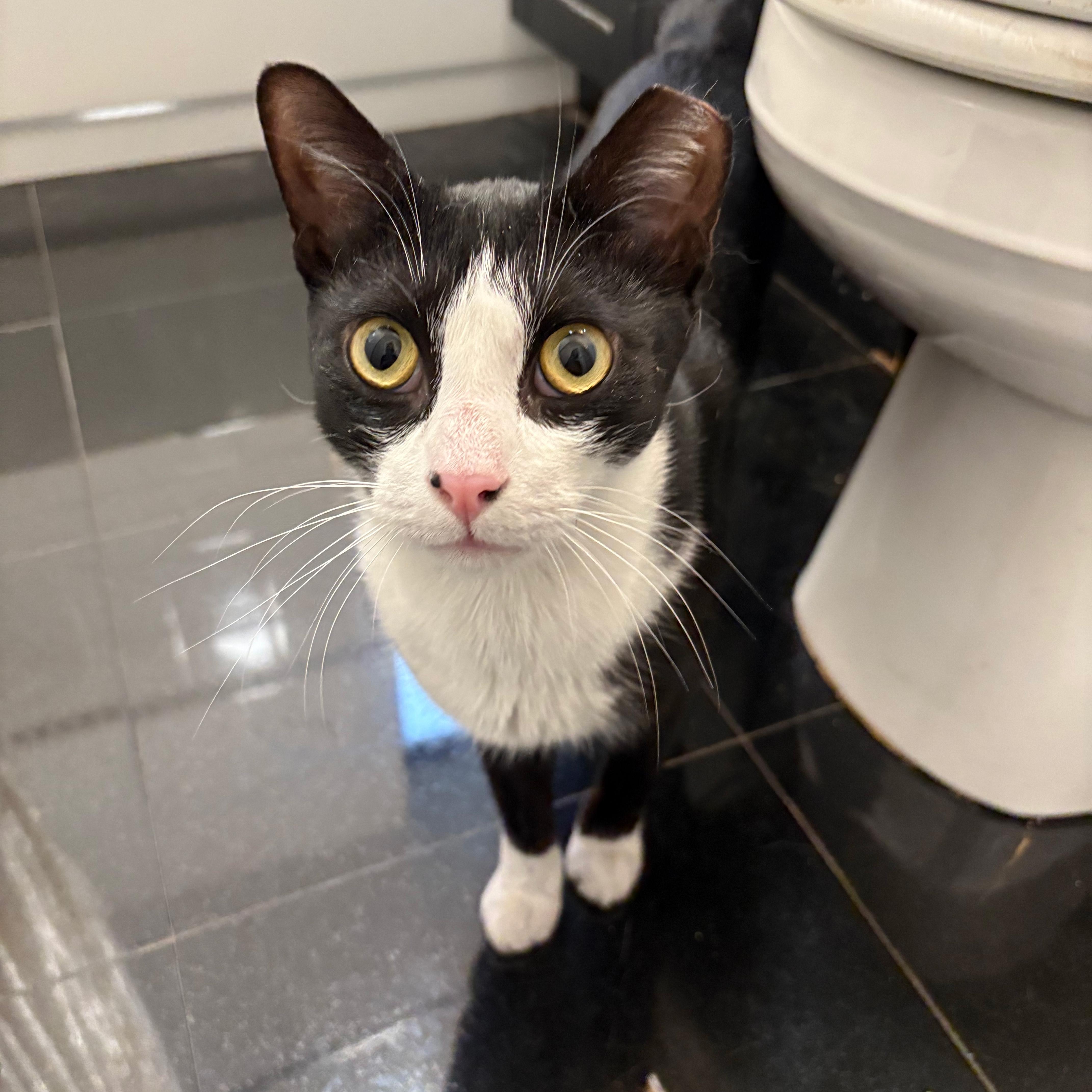 Enlarge  Thomas, a ADOPTABLE American Shorthair in New York, NY image 1/6