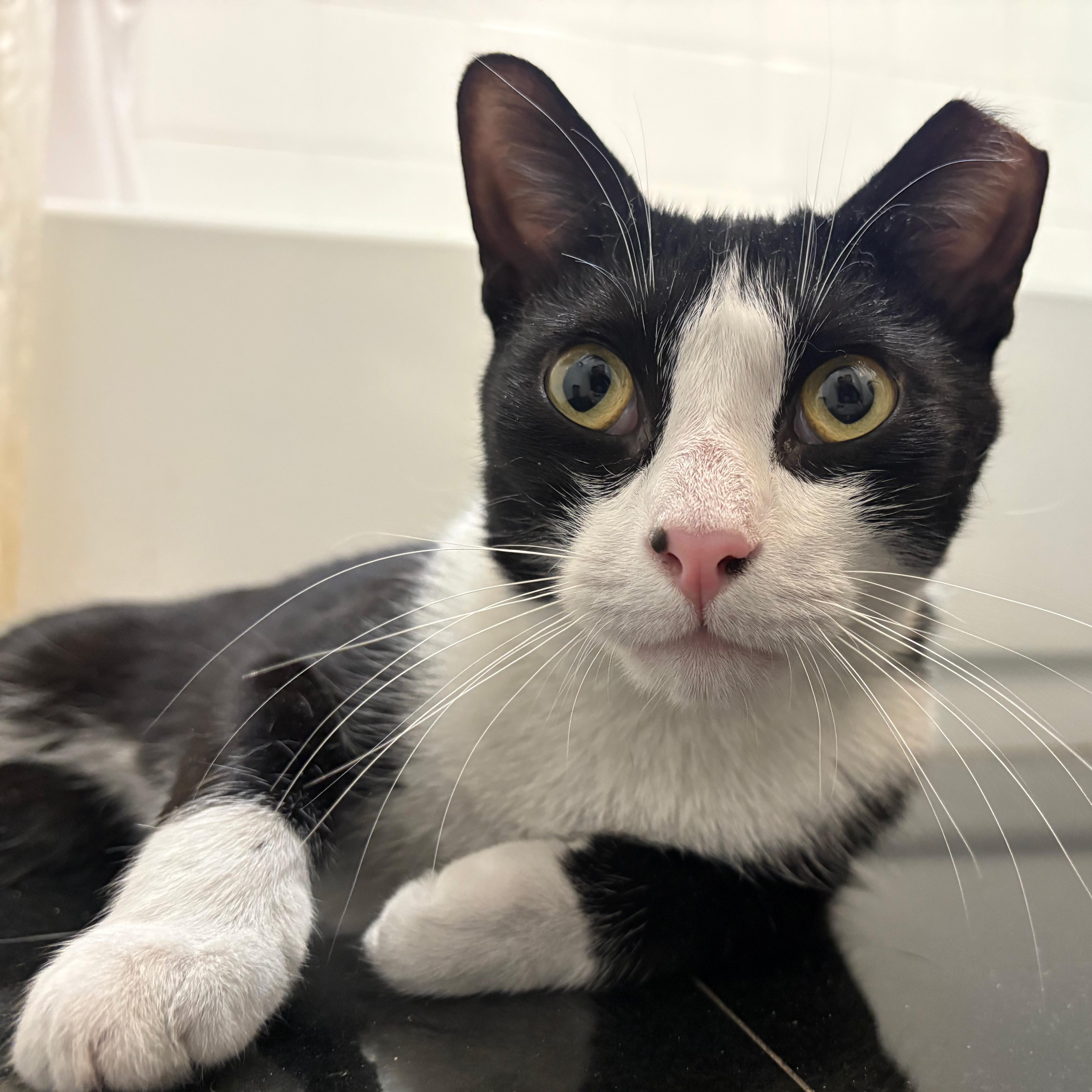 Enlarge  Thomas, a ADOPTABLE American Shorthair in New York, NY image 5/6