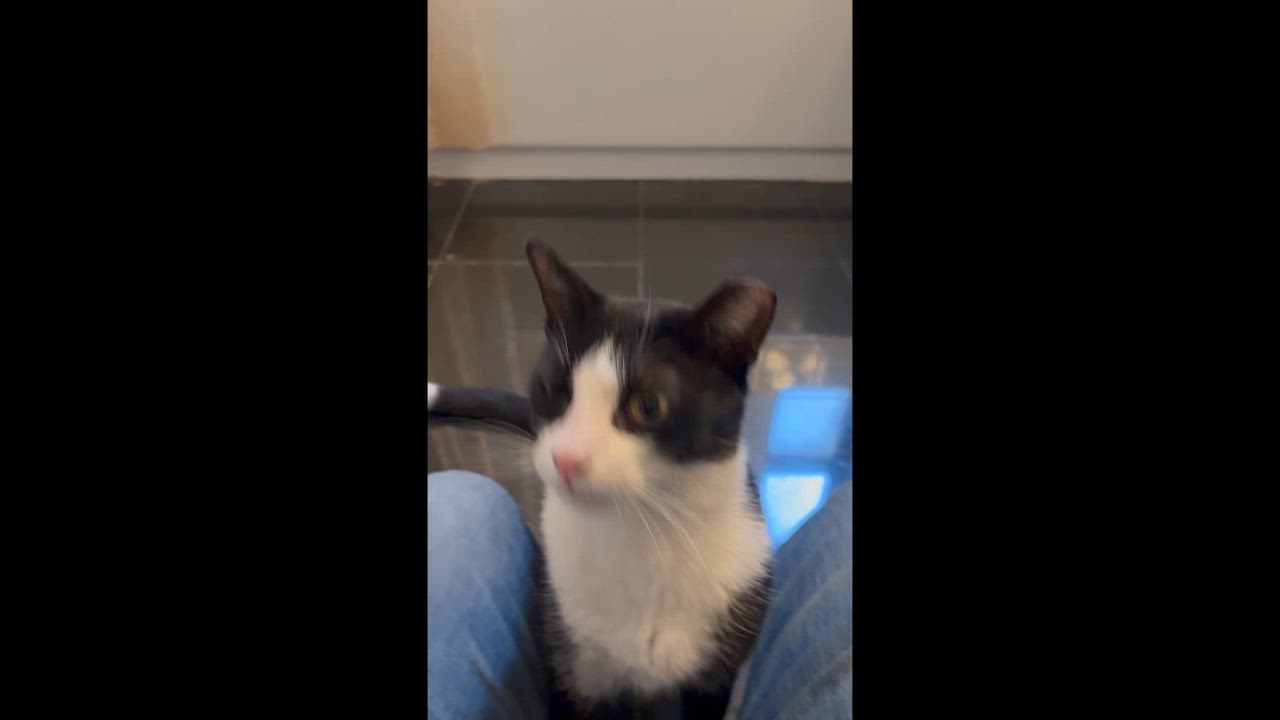 Enlarge  Thomas, a ADOPTABLE American Shorthair in New York, NY video 6/6