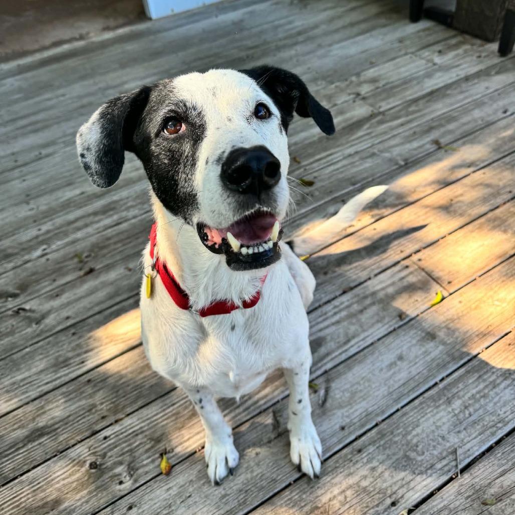 Snoopy, Adoptable, Senior Male English Pointer & Labrador Retriever.