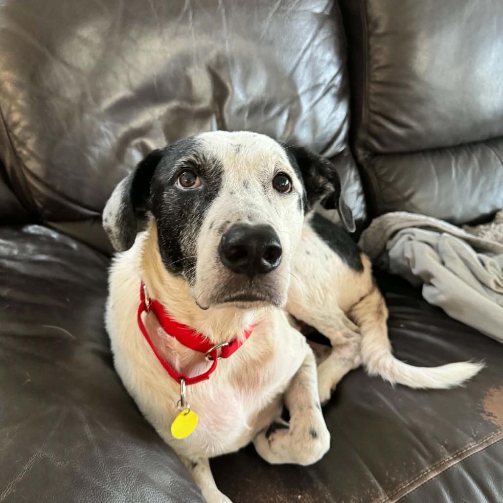 Enlarge Snoopy, a Adoptable mixed breed in Sarasota, FL image 2/6