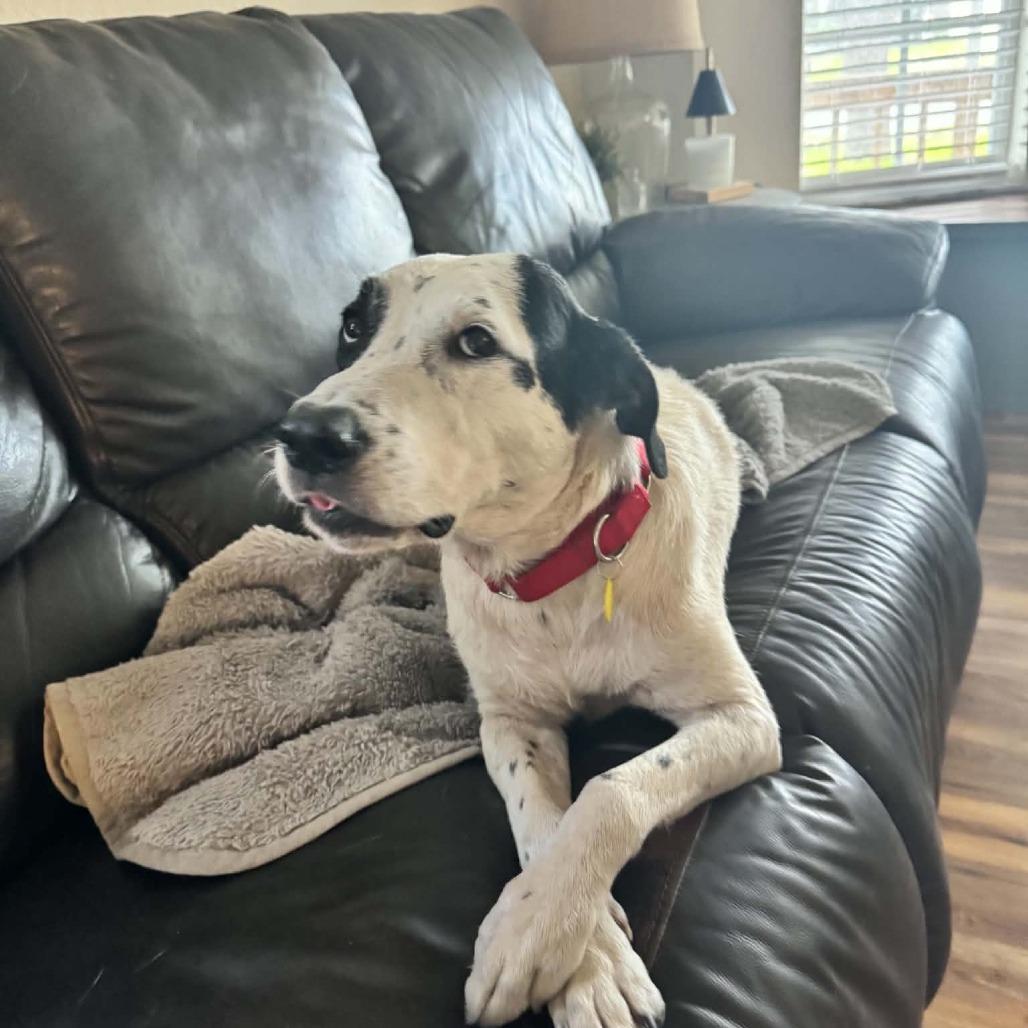Enlarge Snoopy, a Adoptable mixed breed in Sarasota, FL image 3/6