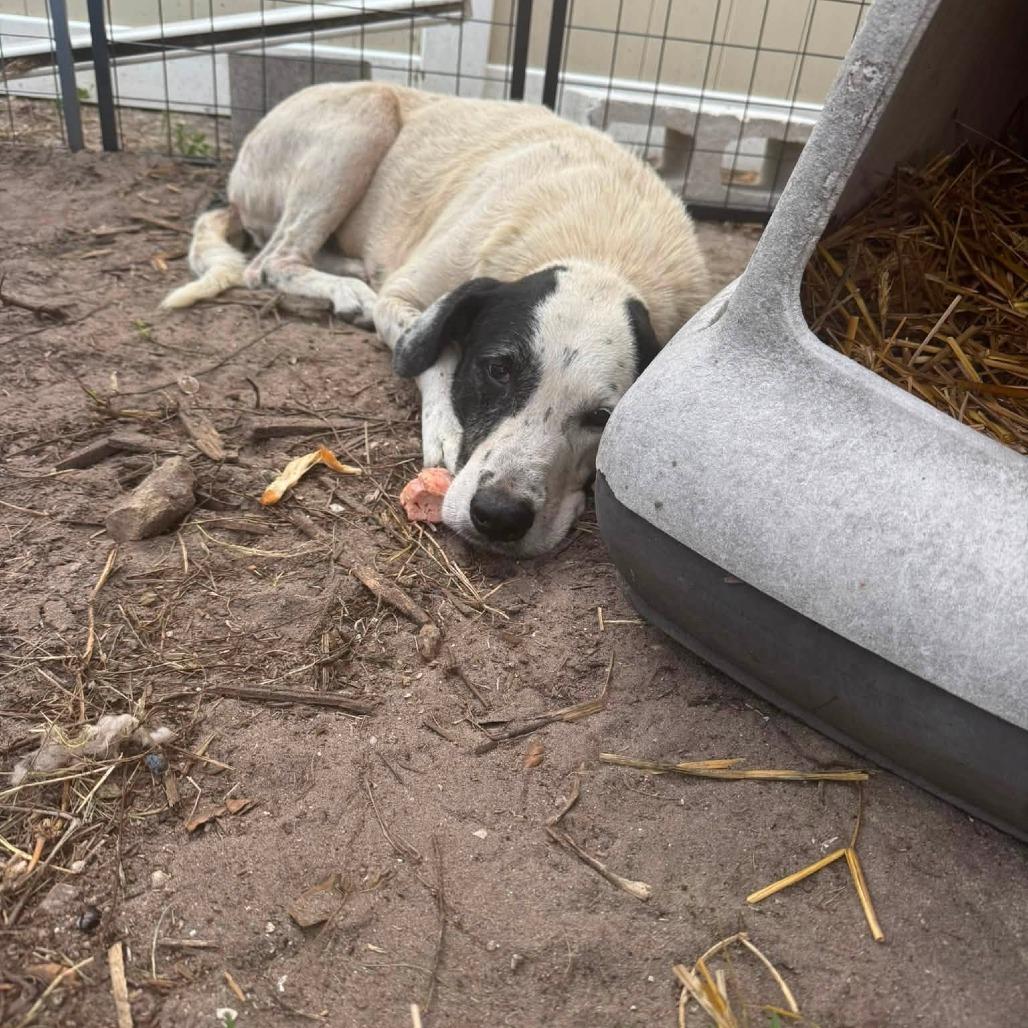 Enlarge Snoopy, a Adoptable mixed breed in Sarasota, FL image 5/6