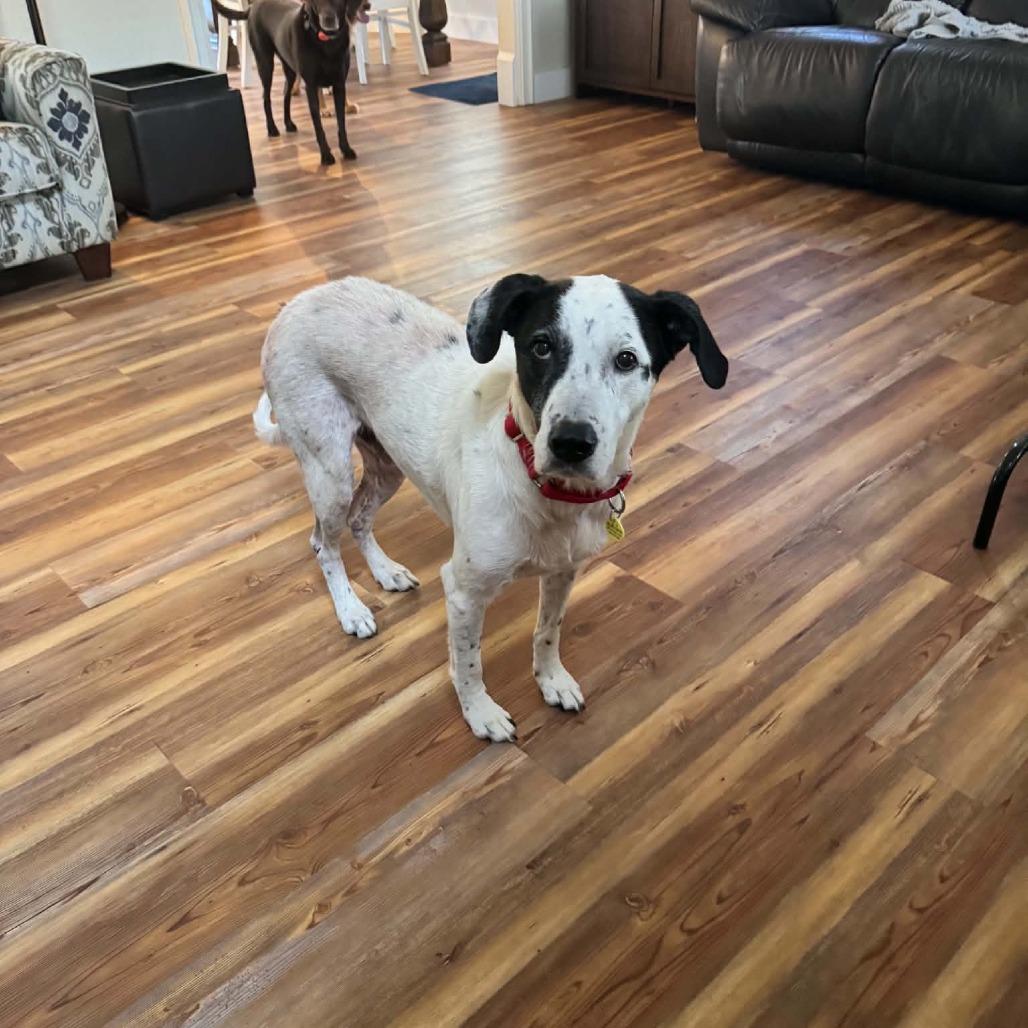 Enlarge Snoopy, a Adoptable mixed breed in Sarasota, FL image 6/6