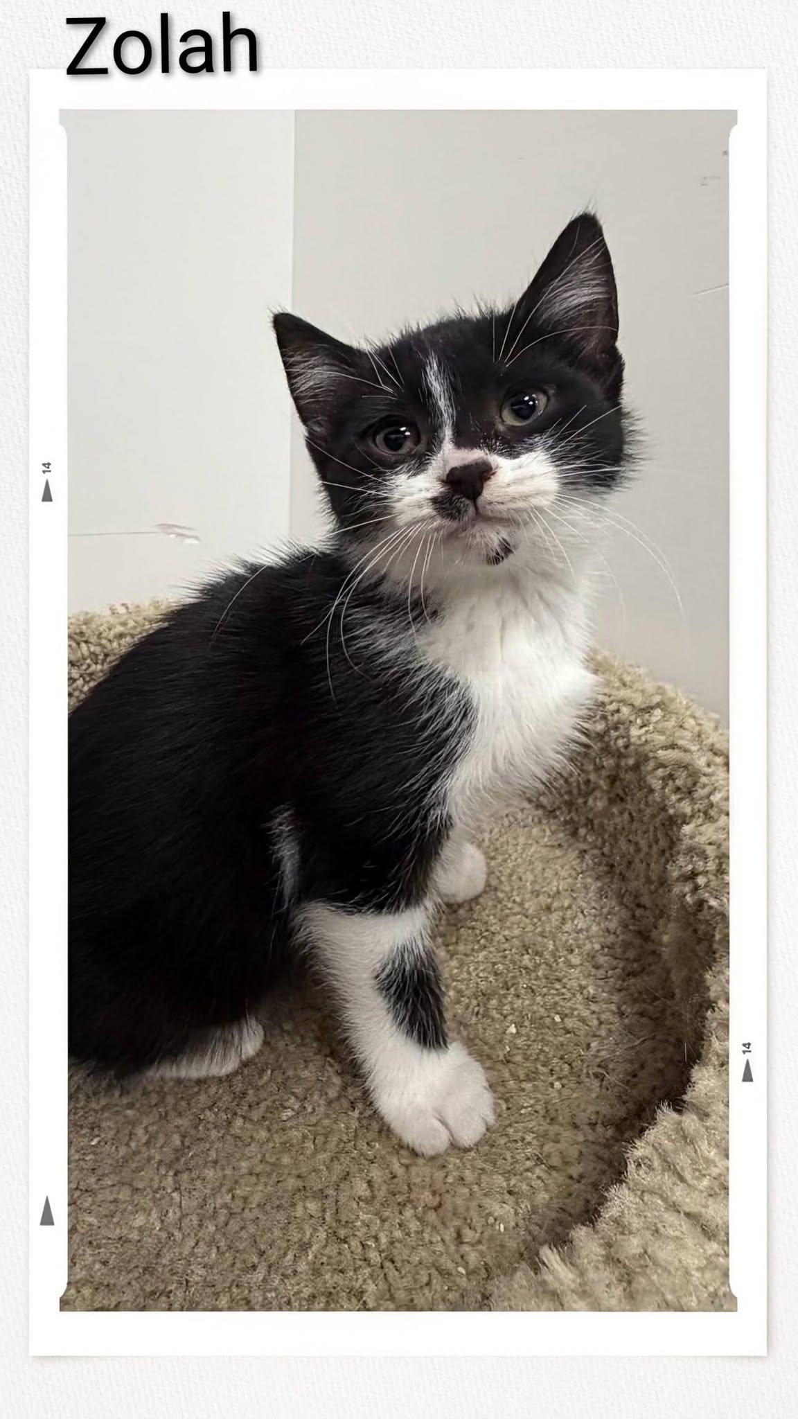 Zolah, Adoptable, Young Female Domestic Short Hair.