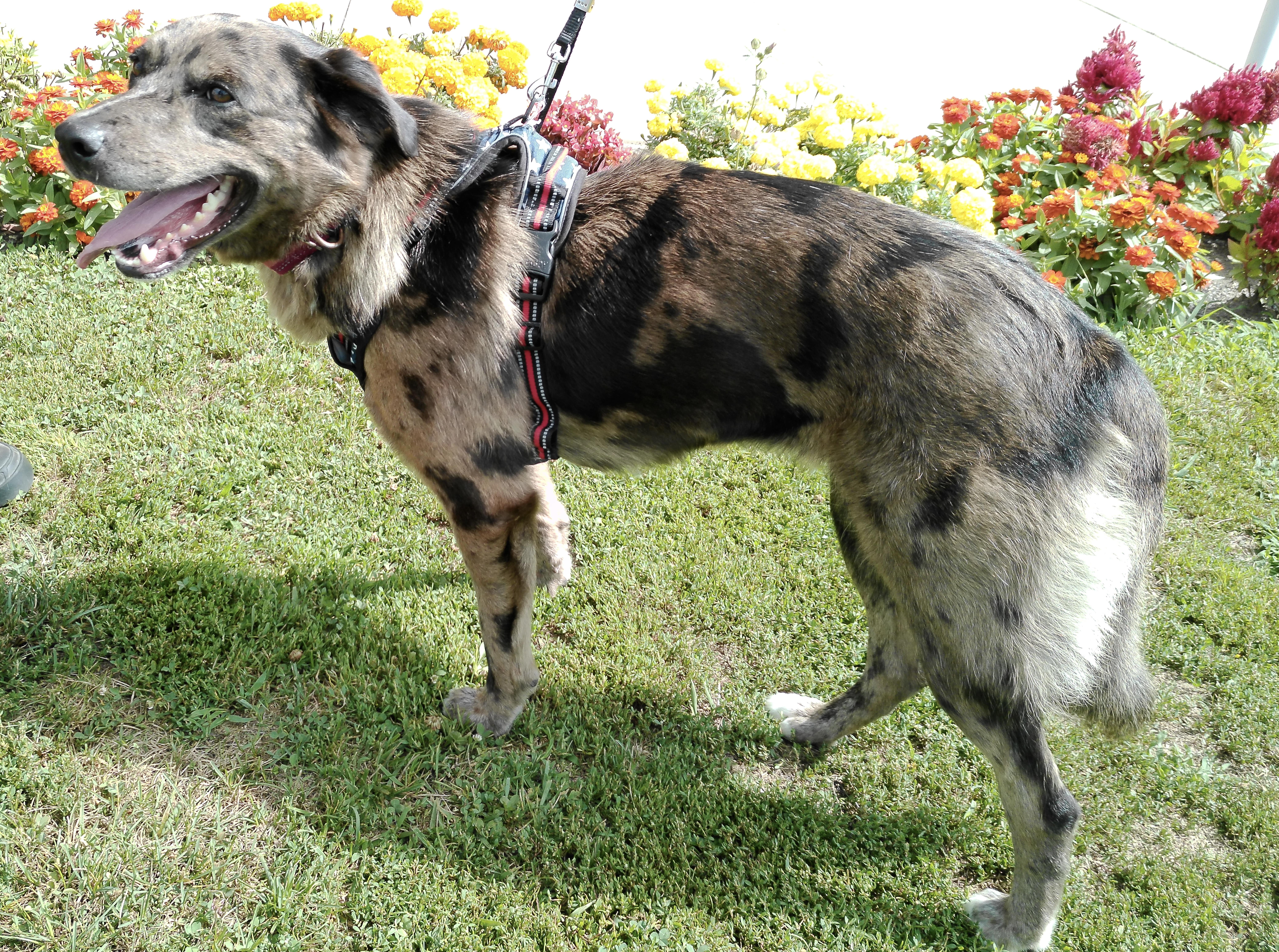 Enlarge Flora, a ADOPTABLE Australian Shepherd in Pottsville, PA image 3/3