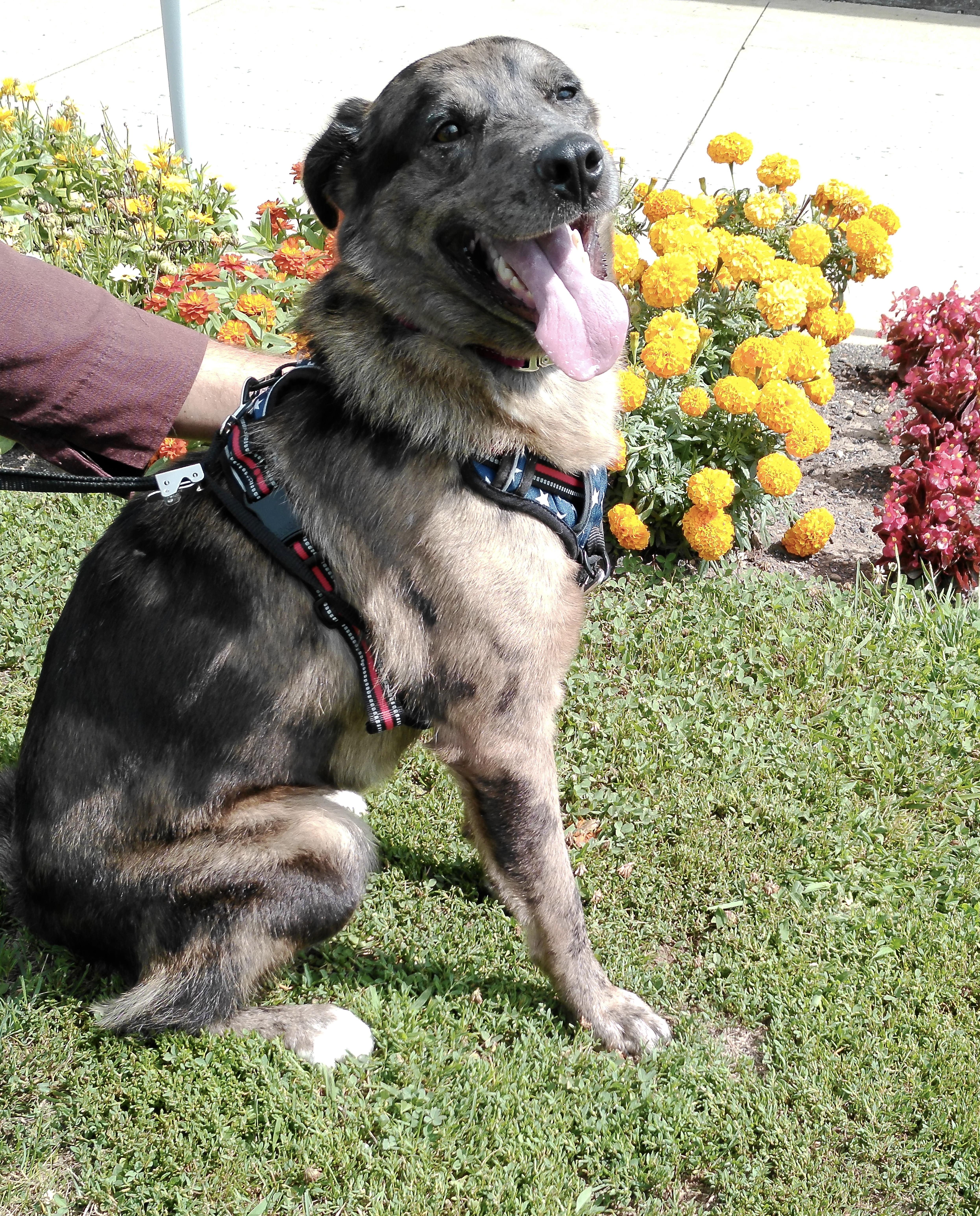 Flora, ADOPTABLE, Young Female Australian Shepherd.