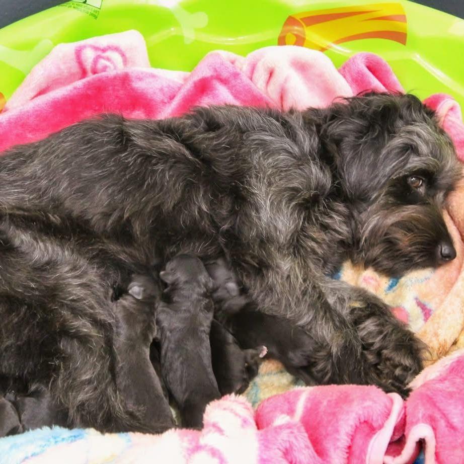 Solstice 22075 — thumbnail 2