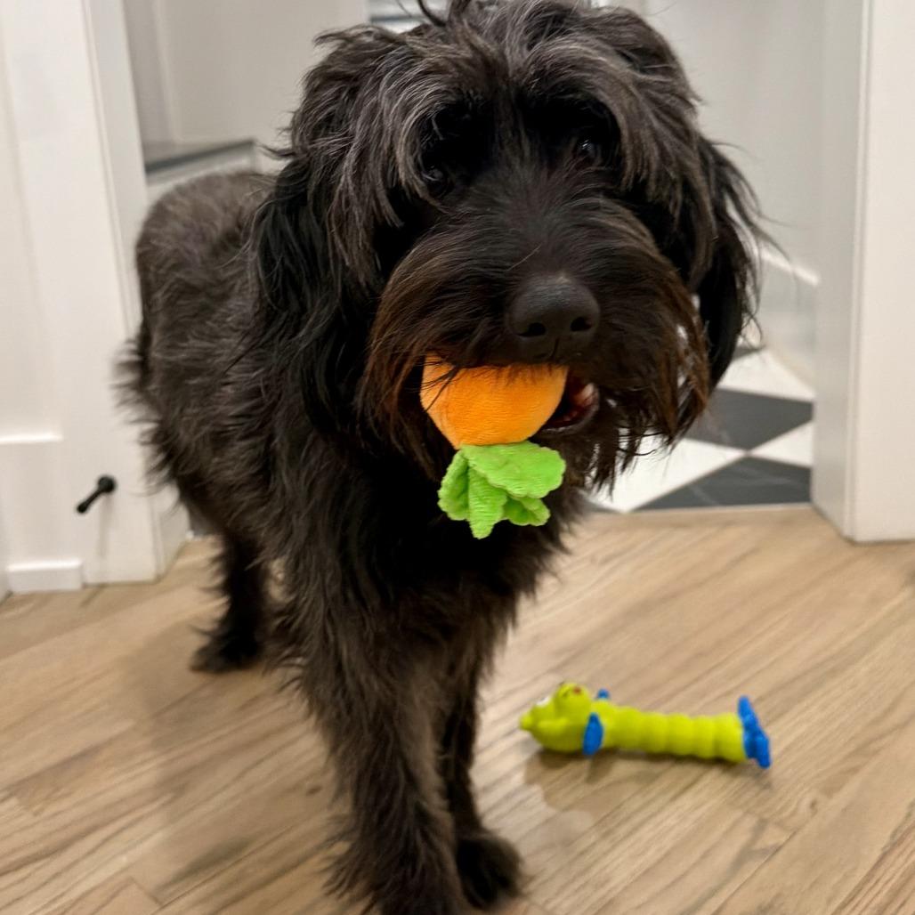 Solstice 22075 — thumbnail 6