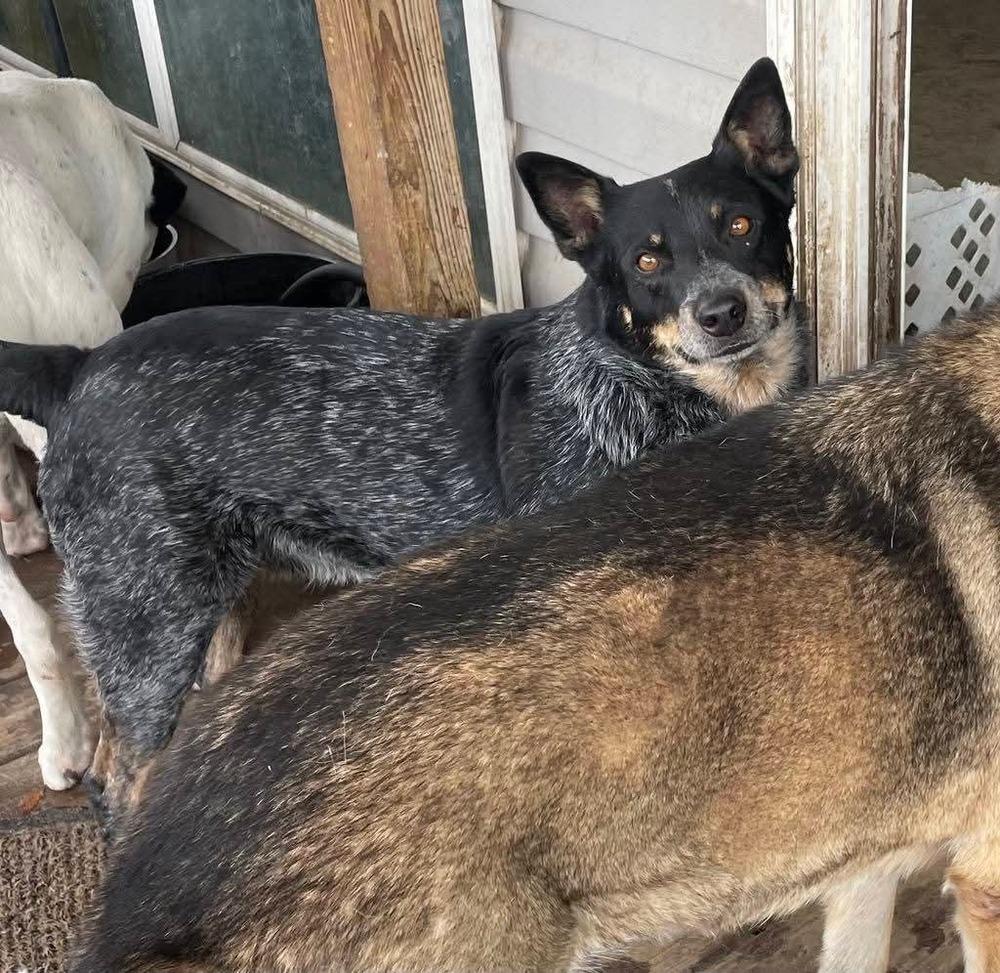 Enlarge Cash, a Adoptable Australian Cattle Dog / Blue Heeler in Marianna, FL image 1/3