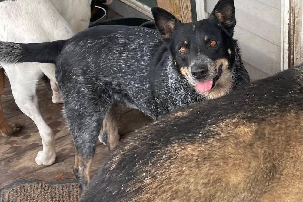 Enlarge Cash, a Adoptable Australian Cattle Dog / Blue Heeler in Marianna, FL image 2/3