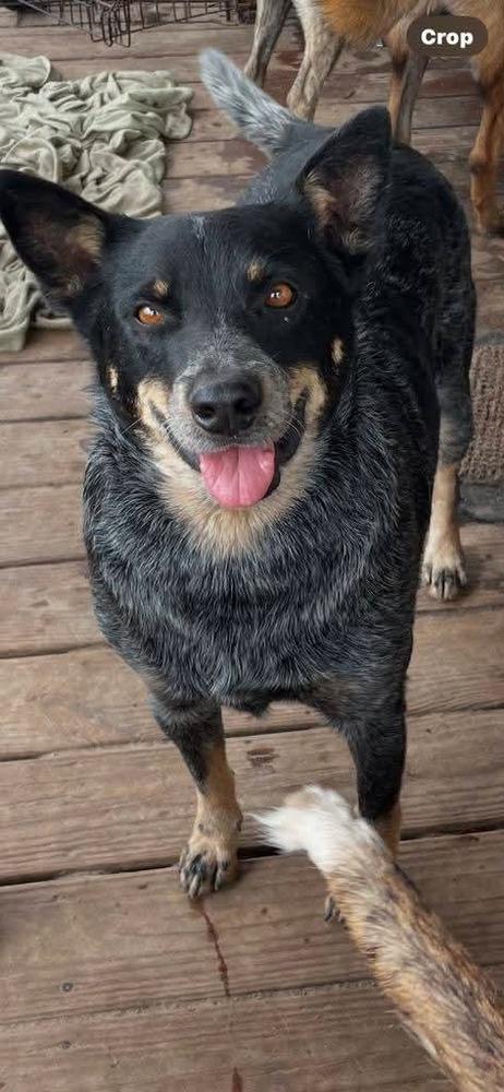 Enlarge Cash, a Adoptable Australian Cattle Dog / Blue Heeler in Marianna, FL image 3/3