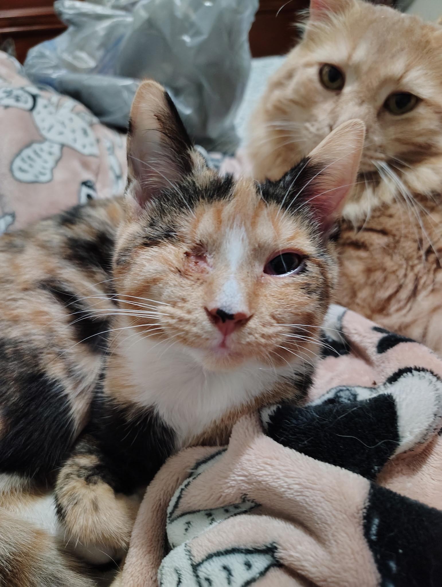 Peach, Adoptable, Young Female Domestic Short Hair.