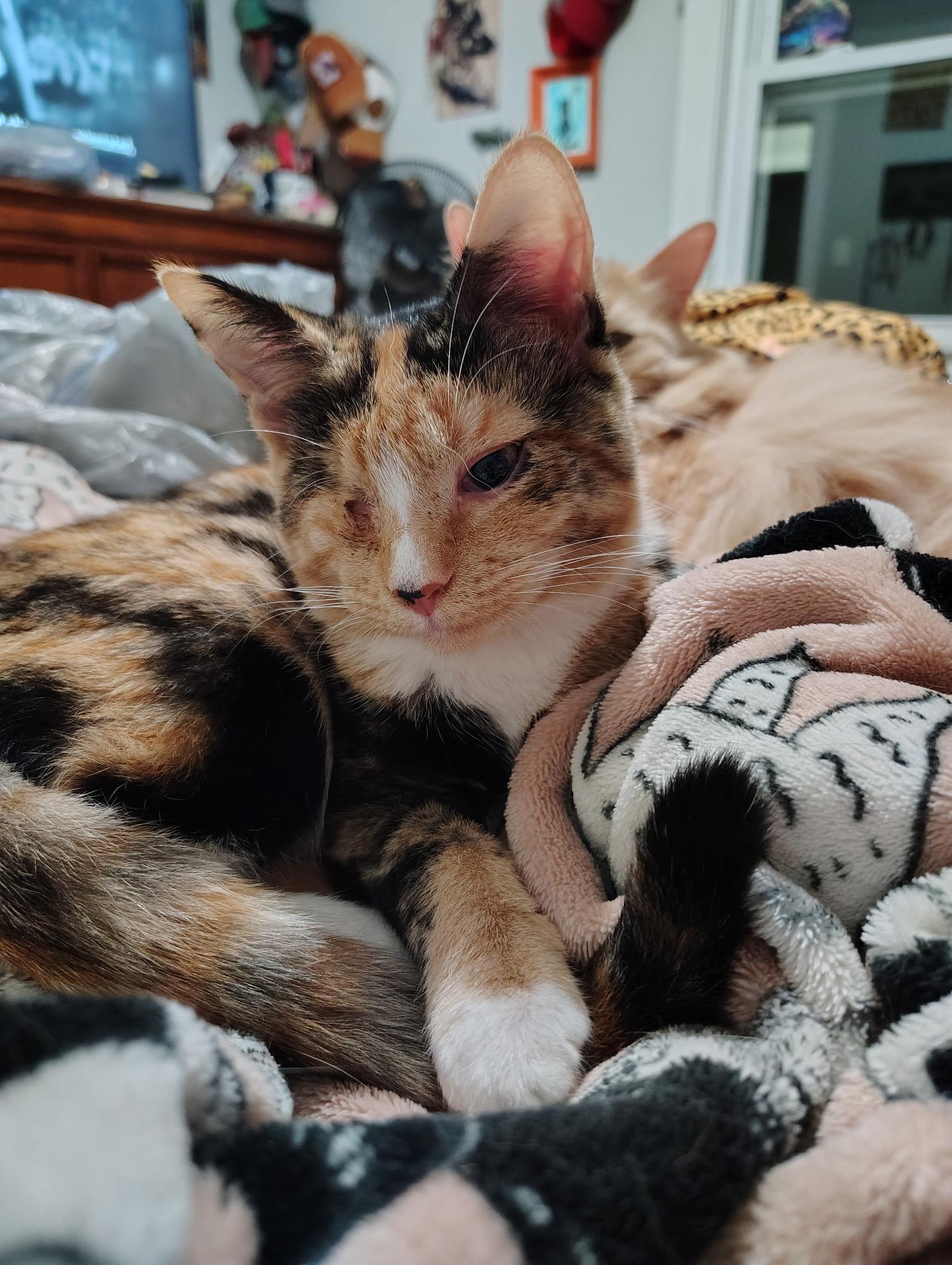 Enlarge Peach, a Adoptable Domestic Short Hair in Inman, SC image 2/2