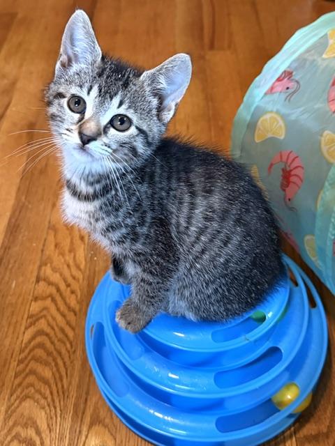 Maisie, adopted, Kitten Female Domestic Short Hair.