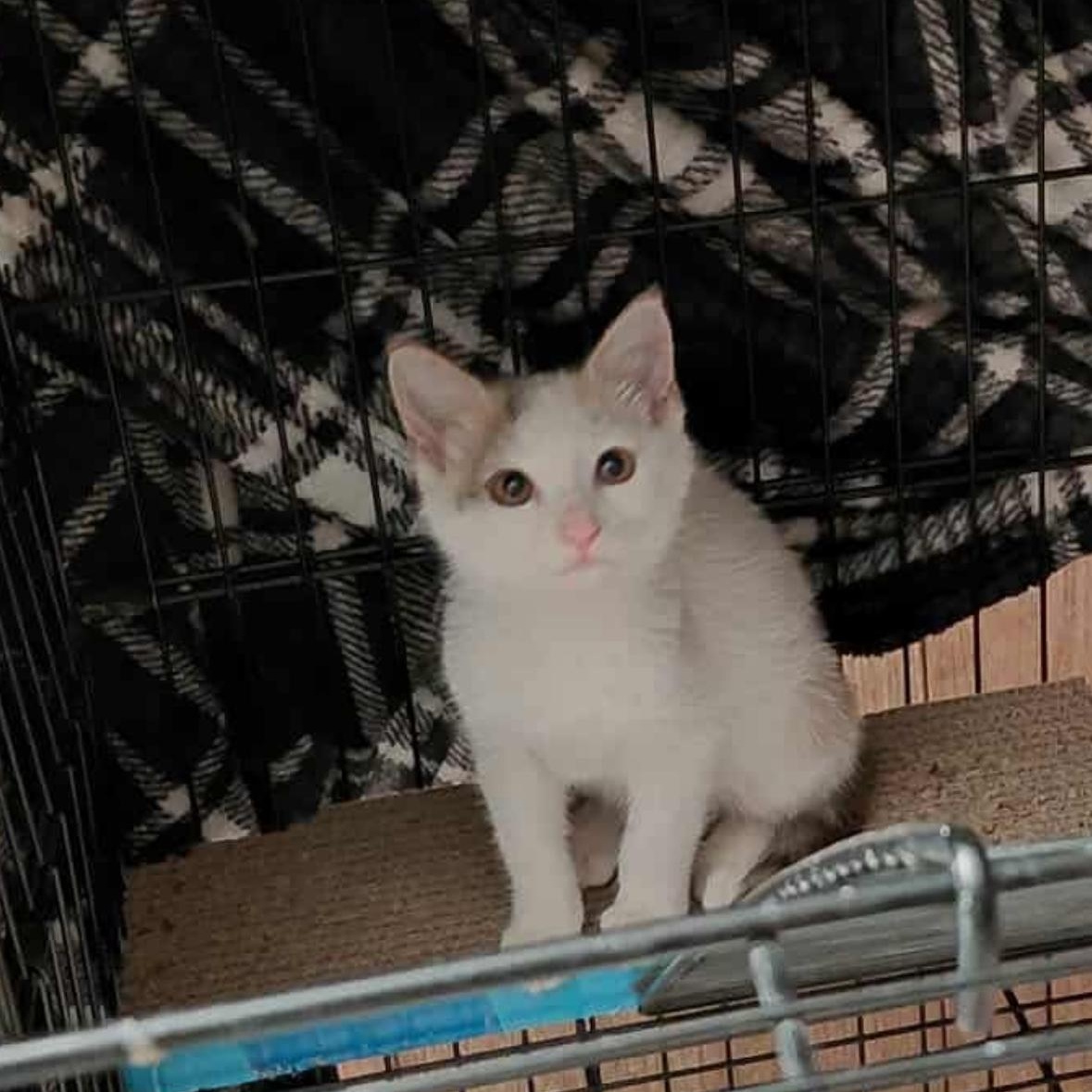 Calliope, Adoptable, Young Female American Shorthair.