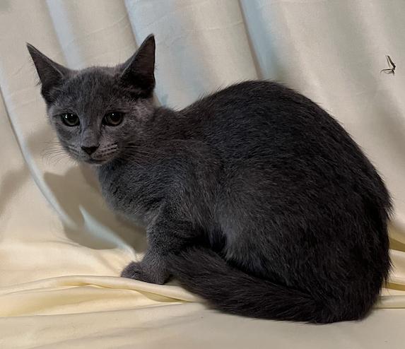 Enlarge Jenny, a Adopted Domestic Short Hair in Connelly Springs, NC image 1/5