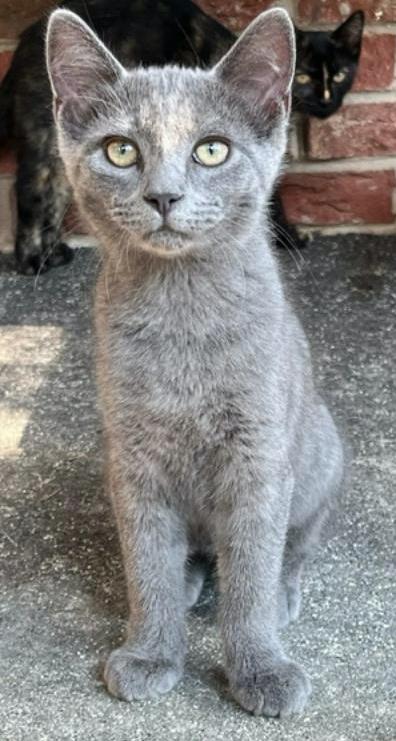 Enlarge Jenny, a Adopted Domestic Short Hair in Connelly Springs, NC image 2/5