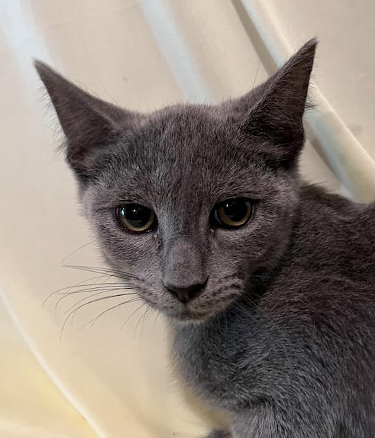 Enlarge Jenny, a Adopted Domestic Short Hair in Connelly Springs, NC image 3/5